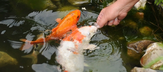 Hand füttert bunte Koi-Fische in einem klaren Gartenteich mit Steinen