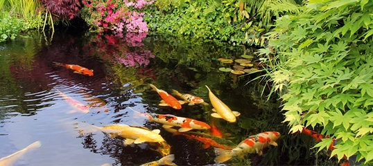 Bunter Koi-Teich im Garten mit grünen Pflanzen, Farnen und blühenden Blumen