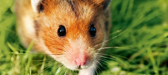 Nahaufnahme eines niedlichen Hamsters mit braun-weißem Fell auf grünem Gras