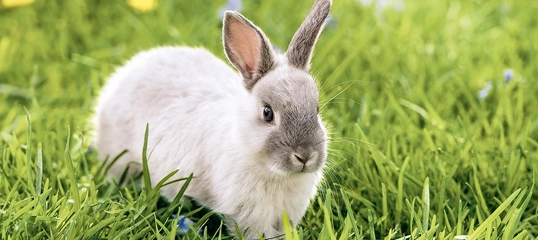 Kleiner flauschiger Hase mit weiß-grauem Fell sitzt auf grünem Gras im Freien