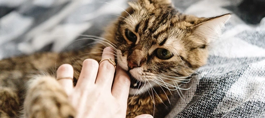 Nahaufnahme einer braunen getigerten Katze, die sanft an der Hand einer Person mit einem goldenen Ring knabbert, liegend auf einer weichen Decke.