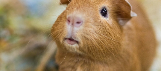 Nahaufnahme eines braunen Meerschweinchens mit glänzenden schwarzen Augen und rosa Nase