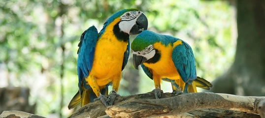 Zwei bunte Blau-Gelb-Aras sitzen auf einem Ast in einem natürlichen Waldumfeld.