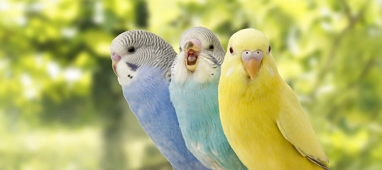 Drei farbenfrohe Wellensittiche in Blau, Weiß und Gelb sitzen nebeneinander vor grünem, unscharfem Hintergrund.