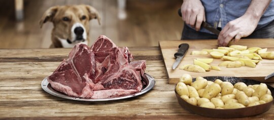 Rohes T-Bone-Steak auf Metallplatte mit geschnittenen Kartoffeln auf Holzbrett und Hund, der das Fleisch beobachtet