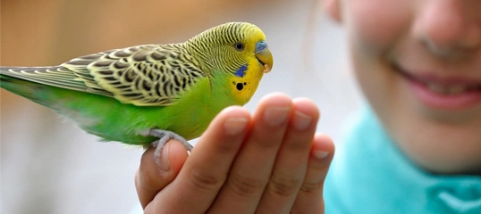 Nahaufnahme eines grünen und gelben Wellensittichs, der auf der Hand einer lächelnden Person sitzt