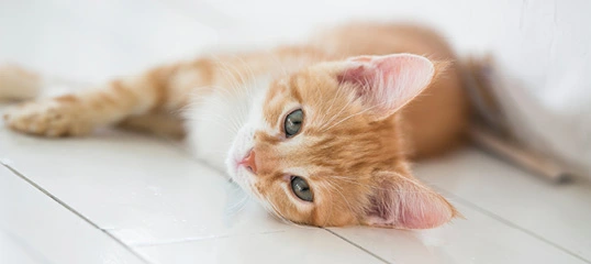Entspannte orangefarbene Hauskatze liegt auf weißem Boden und schaut ruhig in die Kamera