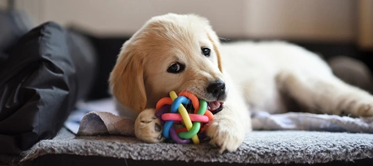 Niedlicher Golden Retriever Welpe liegt auf einer grauen Decke und kaut auf einem bunten Gummispielzeug.