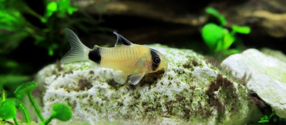 Panda-Panzerwels-im-Aquarium Nahaufnahme eines Panda-Corydoras-Welses mit schwarzen Flecken auf einem mit Algen bedeckten weißen Stein im Aquarium