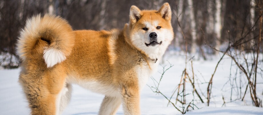 Akita Inu Hund mit dickem rot-weißem Fell steht im verschneiten Wald im Winter