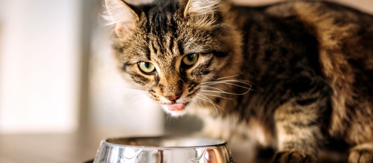 katze-futter-65c0aeab5a8ba Nahaufnahme einer getigerten Katze, die sich neben einem glänzenden Futternapf aus Metall die Lippen leckt