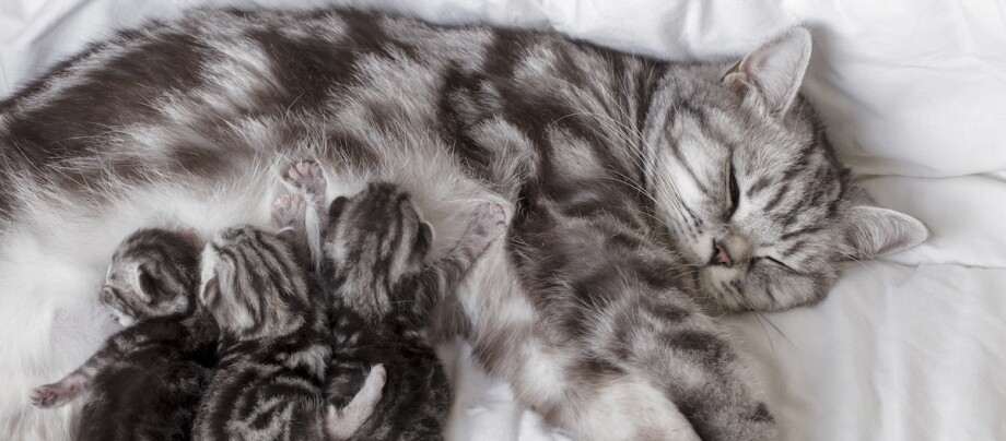 Eine schlafende silberne getigerte Katzenmutter liegt auf einer weißen Decke und säugt ihre drei neugeborenen Kätzchen mit ähnlichen getigerten Fellmustern.