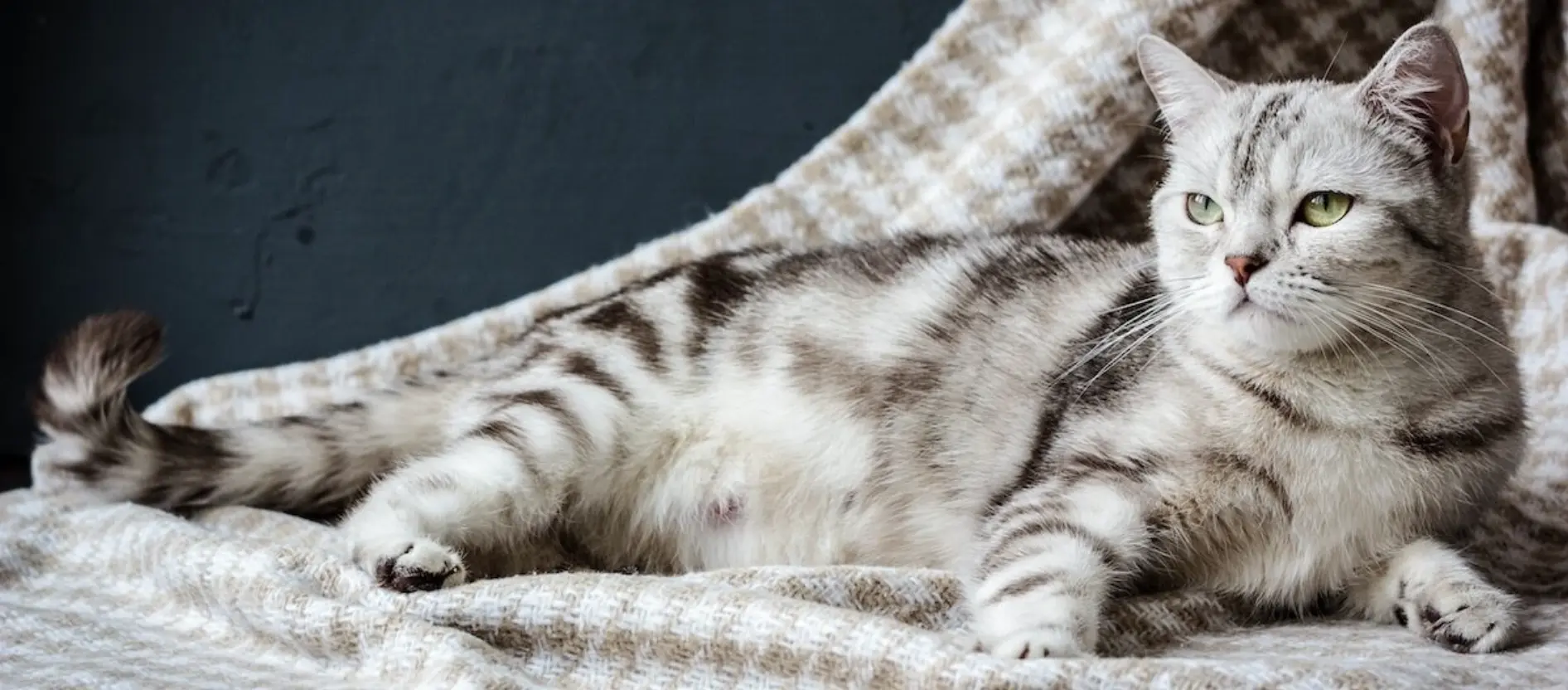 Silberne Tabby-Katze mit grünen Augen liegt entspannt auf einer karierten beige-weißen Decke vor dunklem Hintergrund