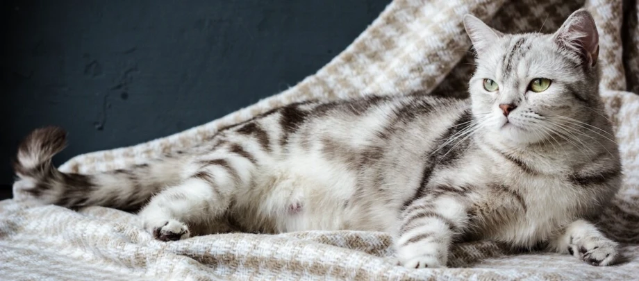 katzen-geburt Silberne Tabby-Katze mit grünen Augen liegt entspannt auf einer karierten beige-weißen Decke vor dunklem Hintergrund