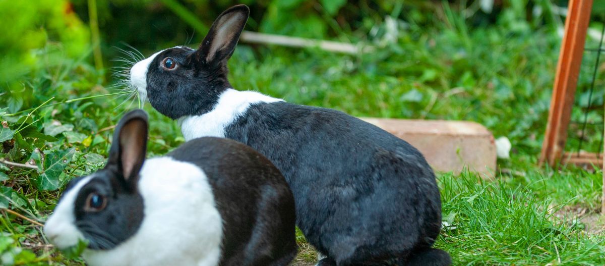 Zwei schwarz-weiße Kaninchen sitzen auf grünem Gras im Garten, umgeben von Pflanzen und einem Drahtzaun.