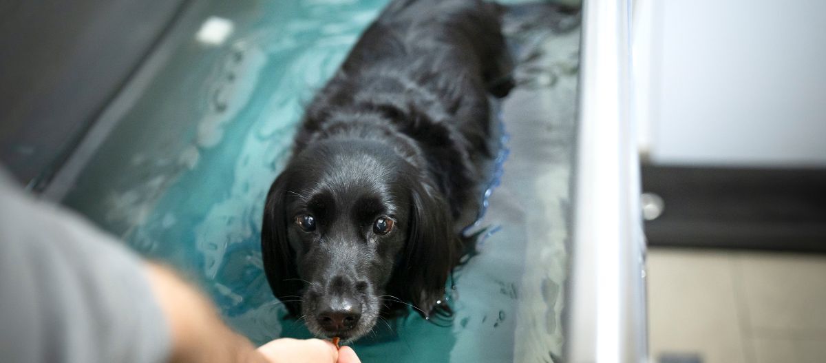 Schwarzer Hund in einem Wasserbecken bei der Hydrotherapie, der einen Leckerbissen von einer Hand erhält