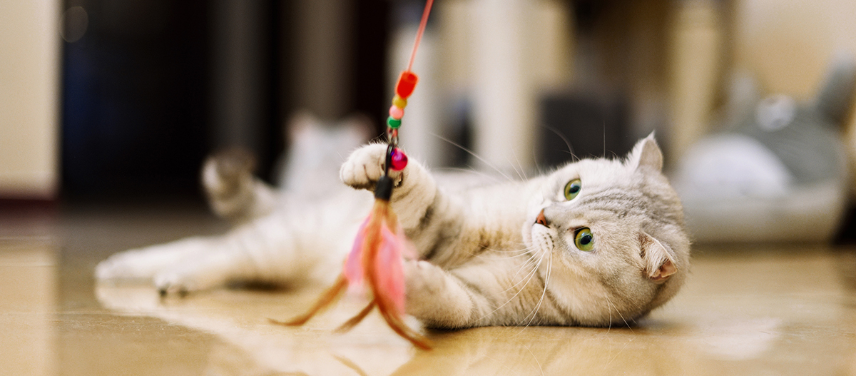 Hellfarbige Katze spielt mit Feder-Spielzeug auf glattem Boden im Innenraum