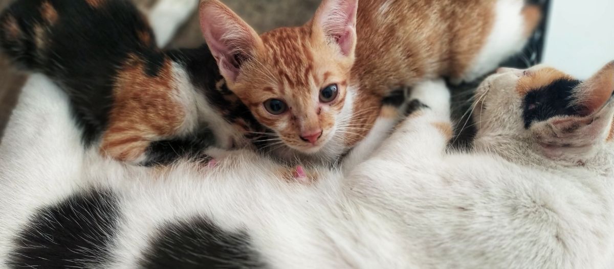 Mutterkatze stillt ihre Babys