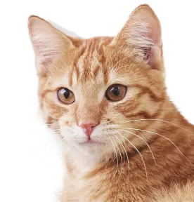 Nahaufnahme einer orangefarbenen getigerten Katze mit aufmerksamem Blick vor weißem Hintergrund