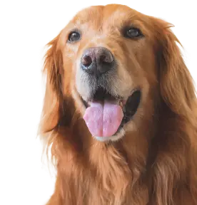 Nahaufnahme eines glücklichen Golden Retrievers mit offenem Mund und herausgestreckter Zunge vor weißem Hintergrund