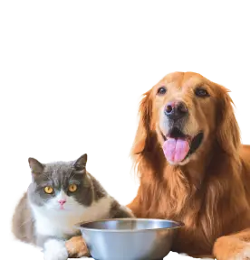 Graue und weiße Katze neben fröhlichem Golden Retriever mit silberner Futterschüssel