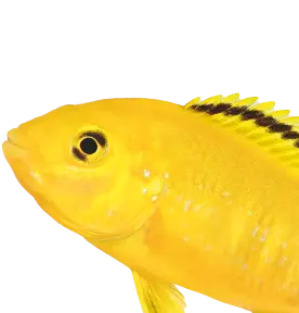 Nahaufnahme eines leuchtend gelben Fisches mit schwarzen Flossenrändern vor weißem Hintergrund