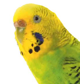 Nahaufnahme eines gelb-grünen Wellensittichs mit schwarzen Flecken auf weißem Hintergrund