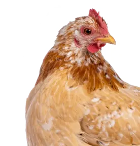 Nahaufnahme eines braun-weißen Huhns mit rotem Kamm und gelbem Schnabel