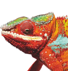 Nahaufnahme eines farbenfrohen Chamäleons mit leuchtend roter, grüner und blauer Haut vor weißem Hintergrund