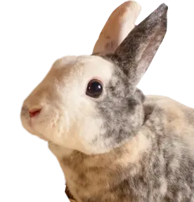 Nahaufnahme eines Kaninchens mit weiß-grau-braunem Fell und aufrechten Ohren