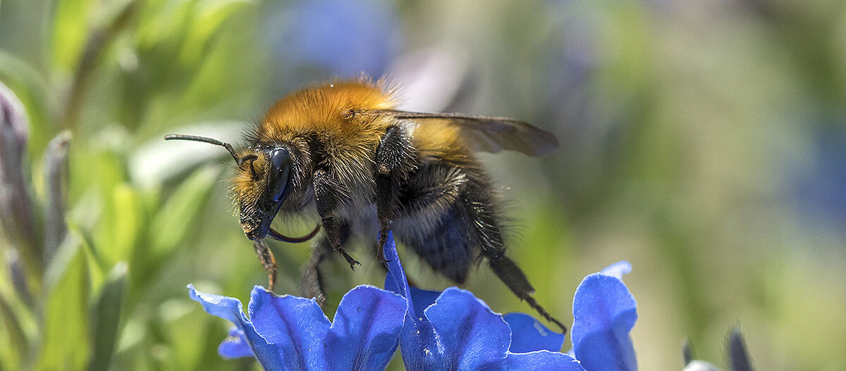 biene-sitzt-in-blauer-blumenbluete-662f6914cdb29 Nahaufnahme einer Biene auf einer leuchtend blauen Blume, die Nektar sammelt, mit detaillierten Haaren und Flügeln.