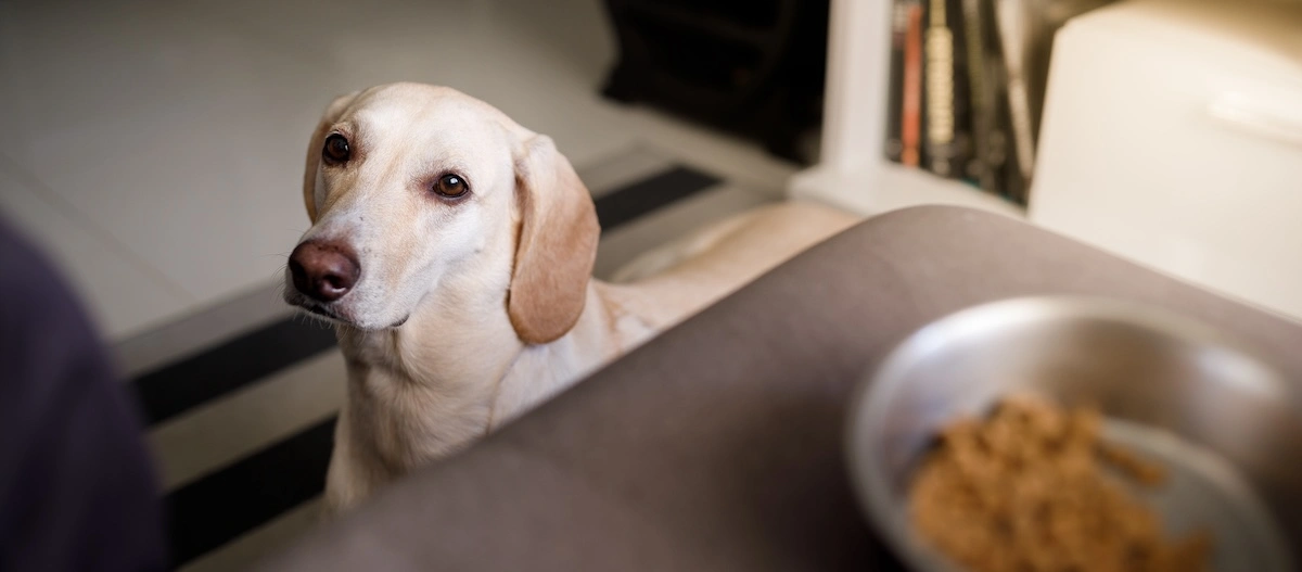 Labrador Retriever Hund sitzt auf gestreiftem Teppich und schaut erwartungsvoll auf einen Futternapf mit Trockenfutter in einem gemütlichen Zuhause.
