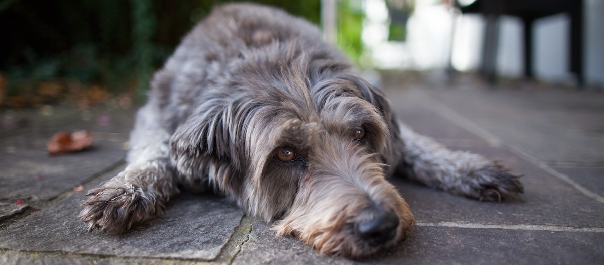 Hund liegt auf dem Boden.