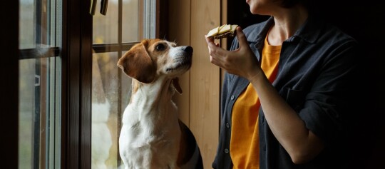 Frau hält ein Käsebrot, während ein Beagle-Hund sehnsüchtig darauf schaut, neben einem Fenster mit natürlichem Tageslicht.
