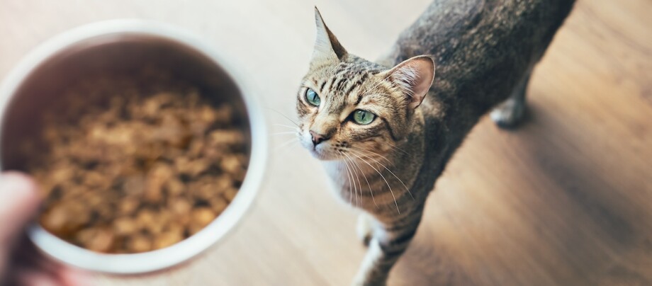 Neugierige getigerte Katze mit grünen Augen schaut auf eine Schüssel mit Trockenfutter auf einem Holzboden