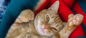 Entspannte rote Tabby-Katze liegt auf bunter Decke und zeigt rosa Pfotenballen