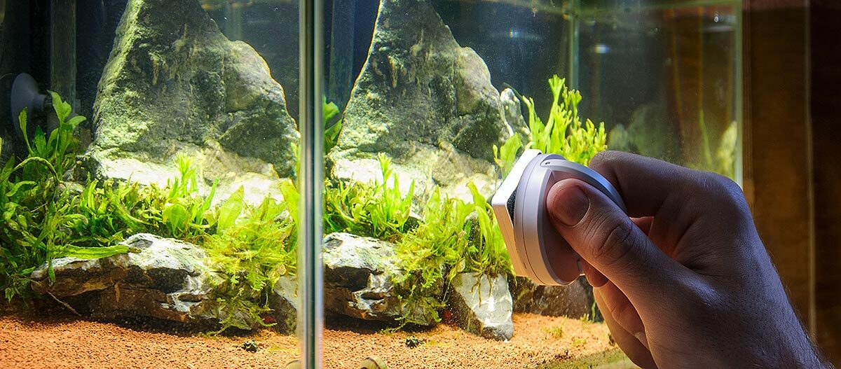 Reinigung des Wassers und der Scheibe eines Aquariums Hand reinigt Aquariumglas mit magnetischem Algenkratzer, grüne Wasserpflanzen und Steindekor im Aquarium