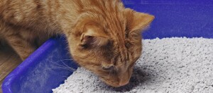 Orangefarbene Katze schnuppert an einer blauen Katzentoilette mit weißem Klumpstreu