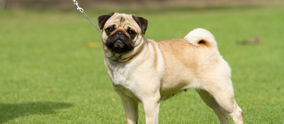Ein Mops steht auf einer Wiese und schaut aufmerksam Ein fawnfarbener Mops steht auf einer grünen Wiese, mit einem schwarzen Gesicht und einem eng gerollten Schwanz.