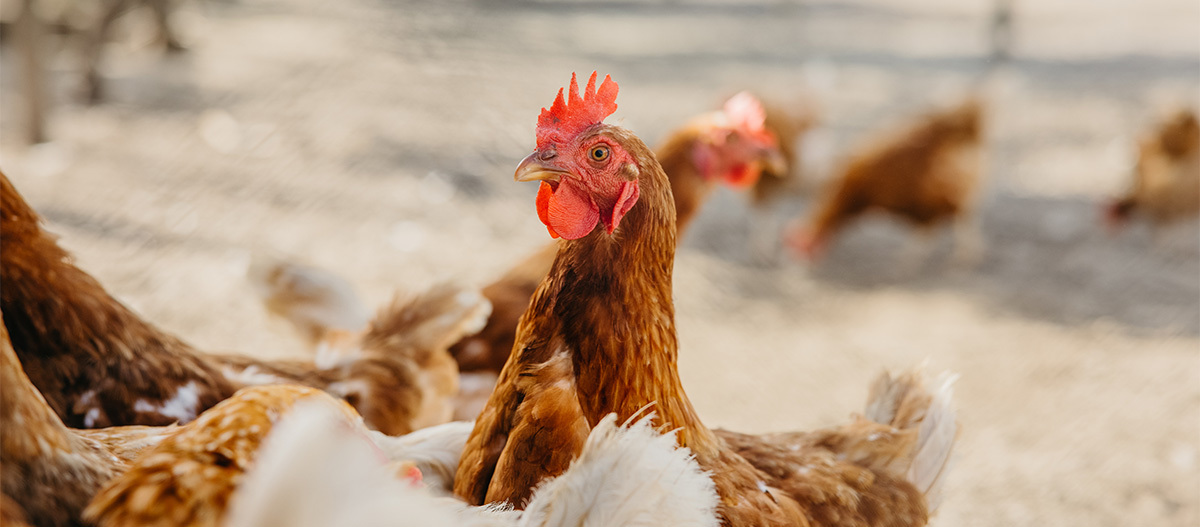 Nahaufnahme einer braunen Henne mit rotem Kamm auf einem Freilandhof mit anderen Hühnern