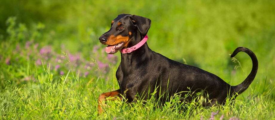 Dobermann unkupiert Dobermann-Hund mit pinkem Halsband liegt glücklich im grünen Gras auf einer sonnigen Wiese mit lila Blumen