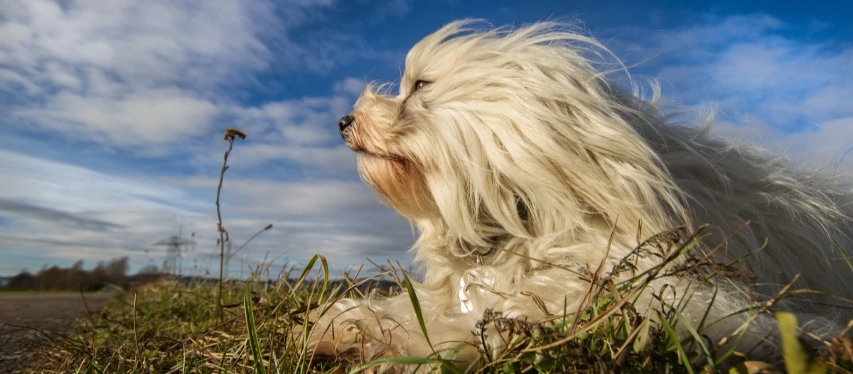 Weißer flauschiger Hund liegt entspannt im Gras unter blauem Himmel mit Wolken
