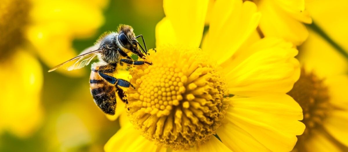 Biene-auf-gelber-blume Nahaufnahme einer Biene, die Nektar von einer gelben Blume sammelt, mit klar sichtbaren Flügeln und Körperdetails.