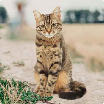 Eine getigerte Katze mit auffälligen grünen Augen sitzt auf einem Schotterweg, umgeben von Gras, mit einem verschwommenen natürlichen Hintergrund.
